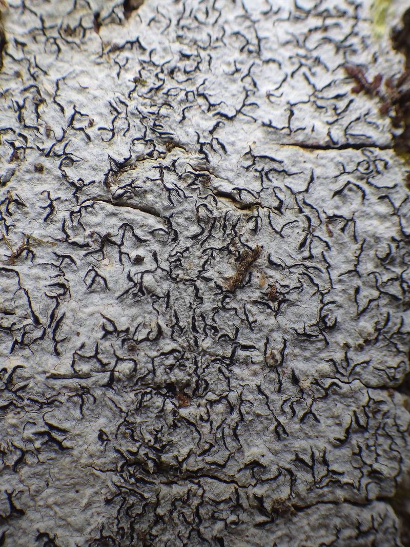 Graphina Lichen