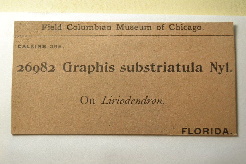 Graphina Lichen