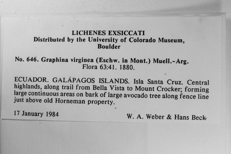 Graphina Lichen