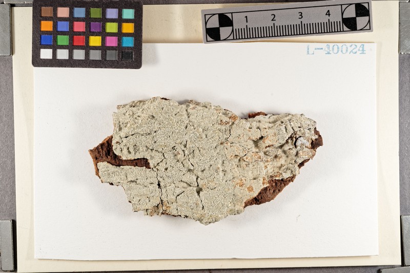 Graphina Lichen photo 2