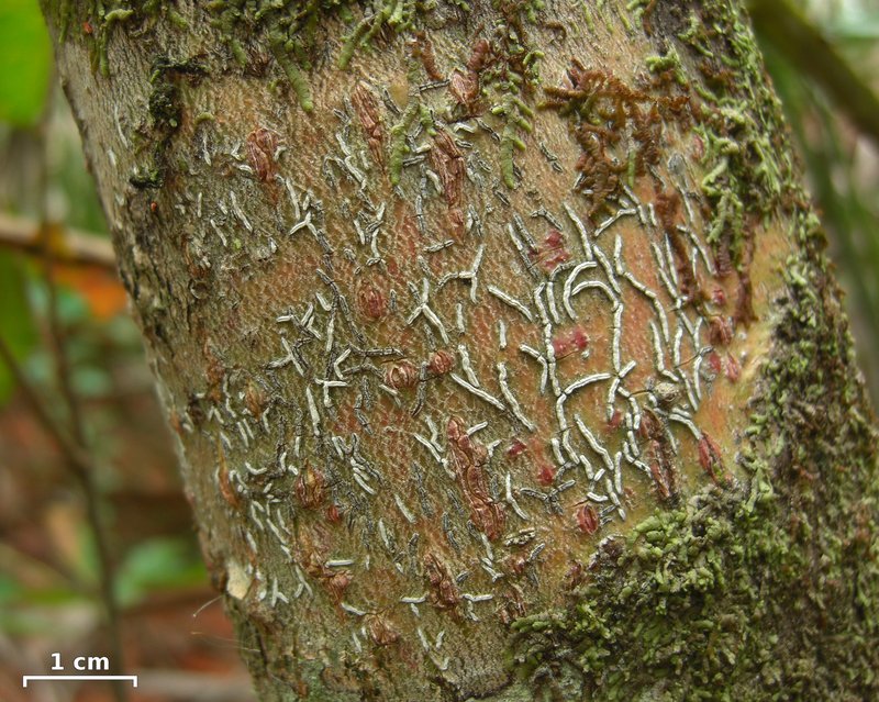 Afzel's Script Lichen