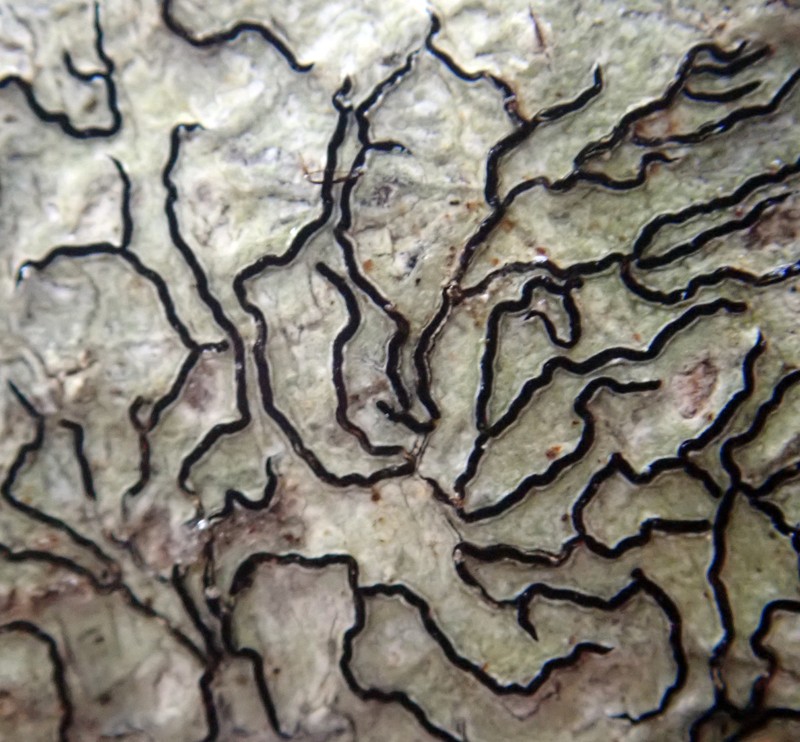 Graphis anfractuosa photo 2
