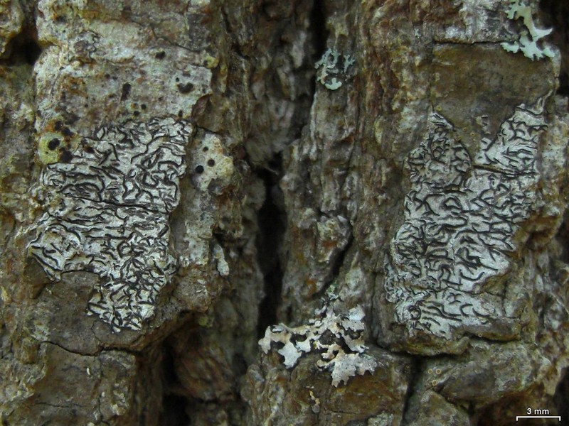 Script Lichen