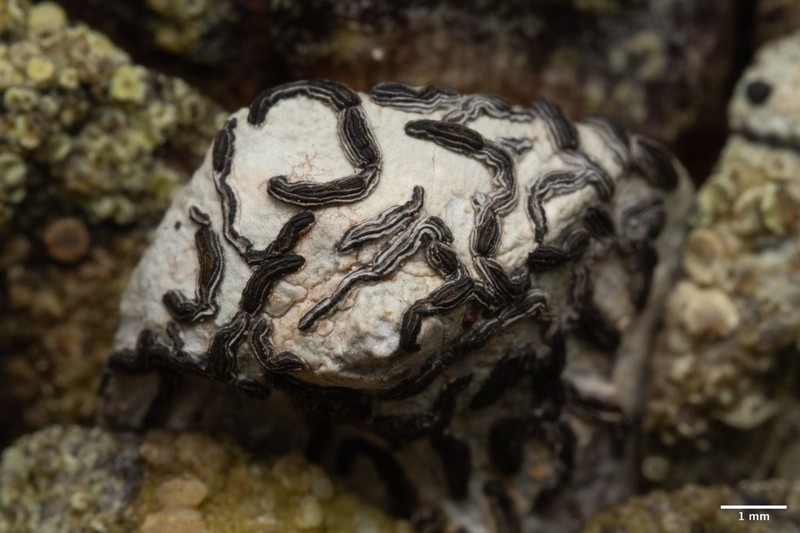 Elegant Script Lichen