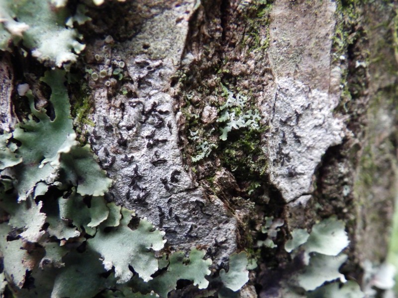 Elegant Script Lichen photo 2