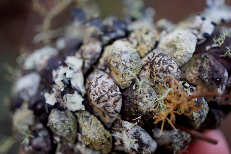Elegant Script Lichen photo 3