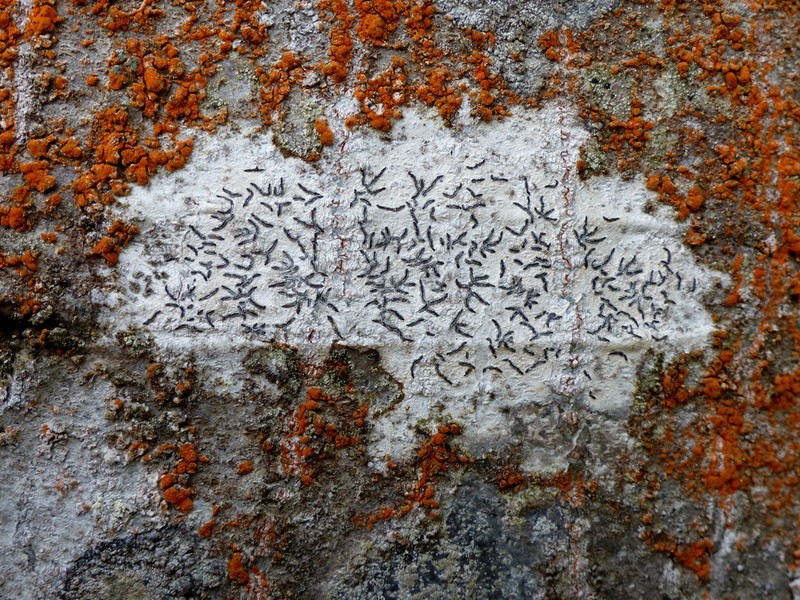 Elegant Script Lichen photo 4