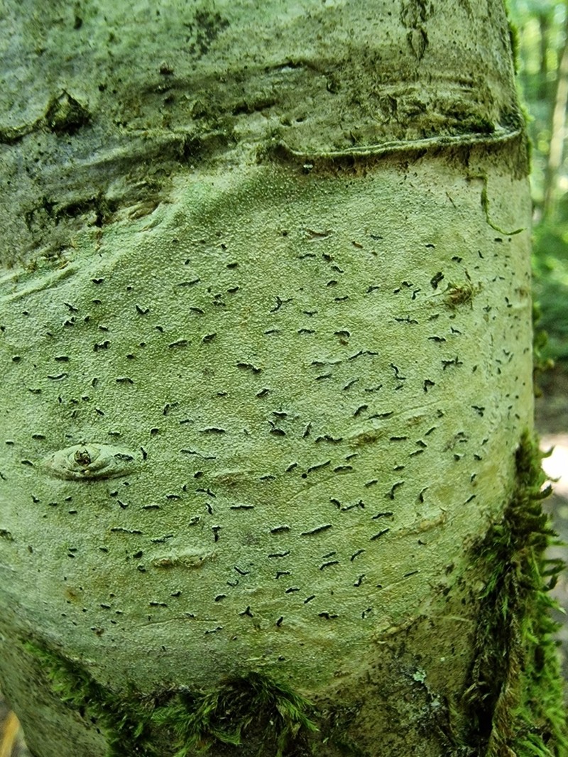 Elegant Script Lichen photo 5