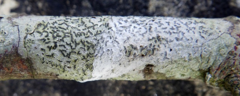 Elegant Script Lichen photo 6