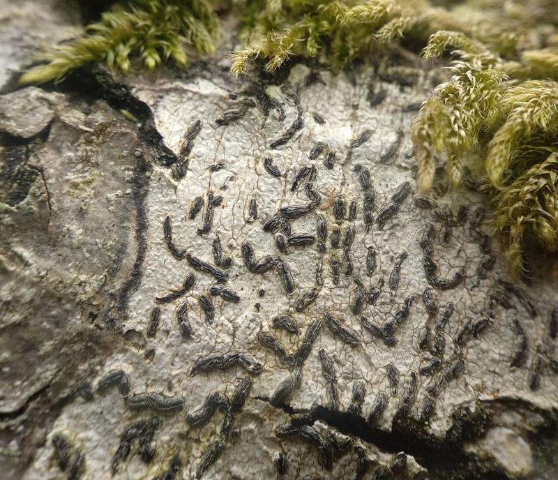 Elegant Script Lichen photo 7