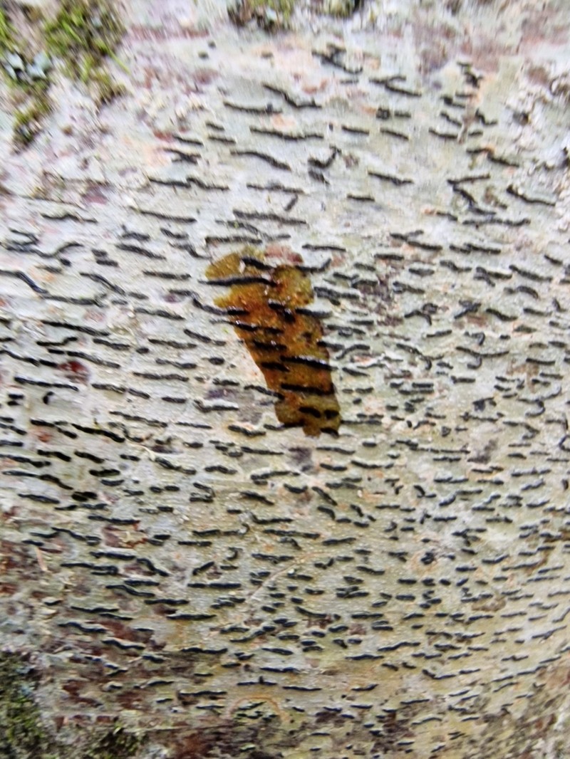 Elegant Script Lichen photo 8