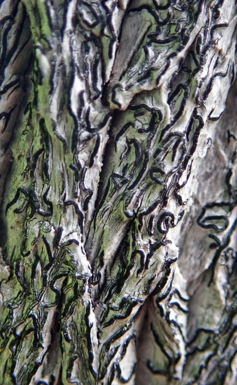 Graphis librata