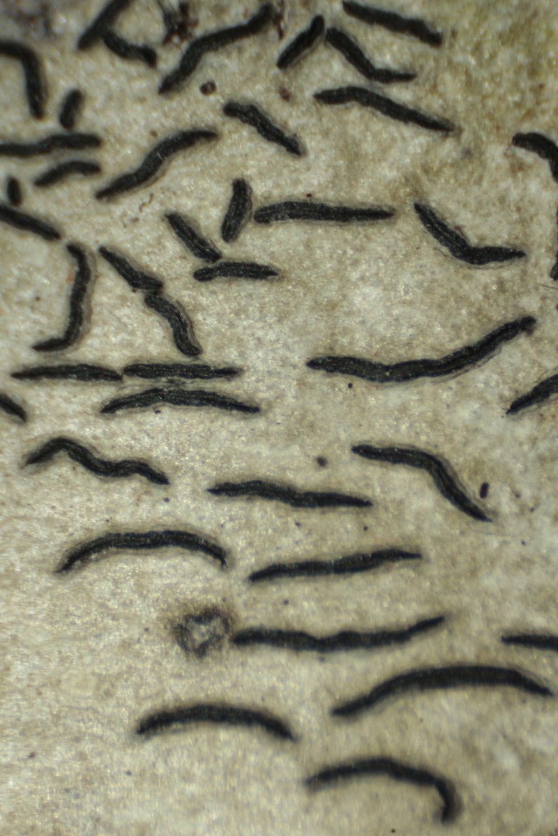 Script Lichen