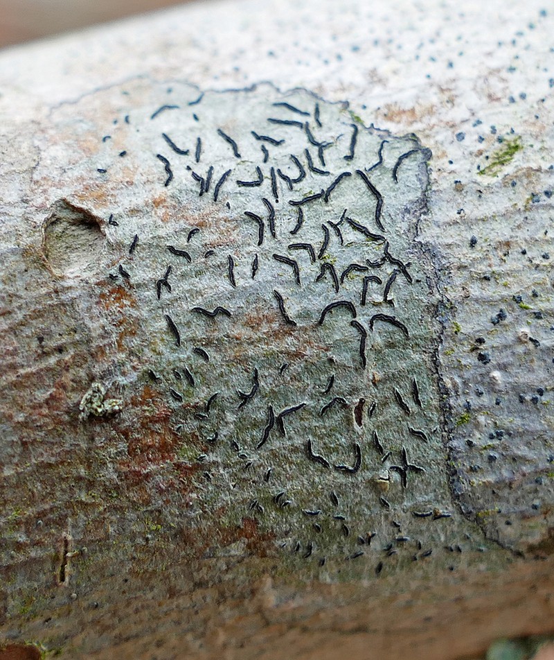 Script Lichen photo 2