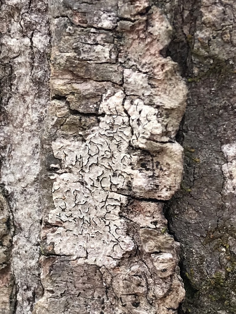 Script Lichen photo 3