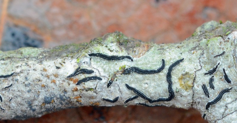 Script Lichen photo 4