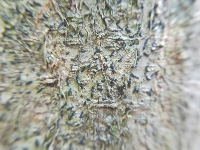 Script Lichen photo 5