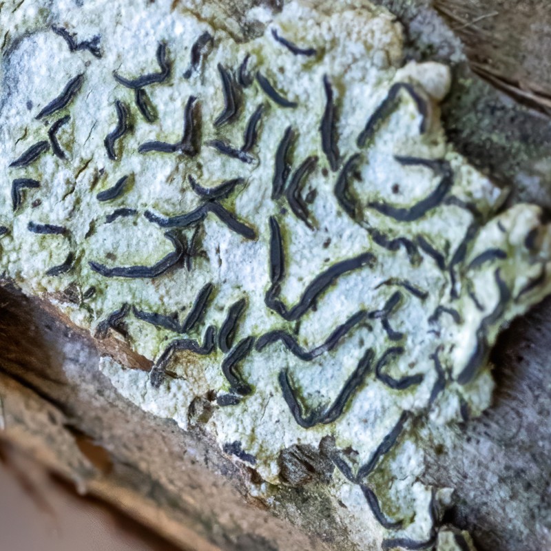 Script Lichen photo 6