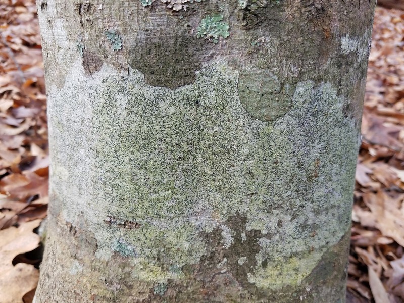 Script Lichen photo 7
