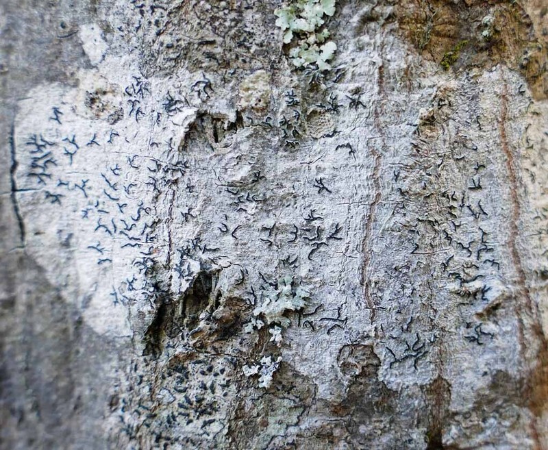 Script Lichen photo 8
