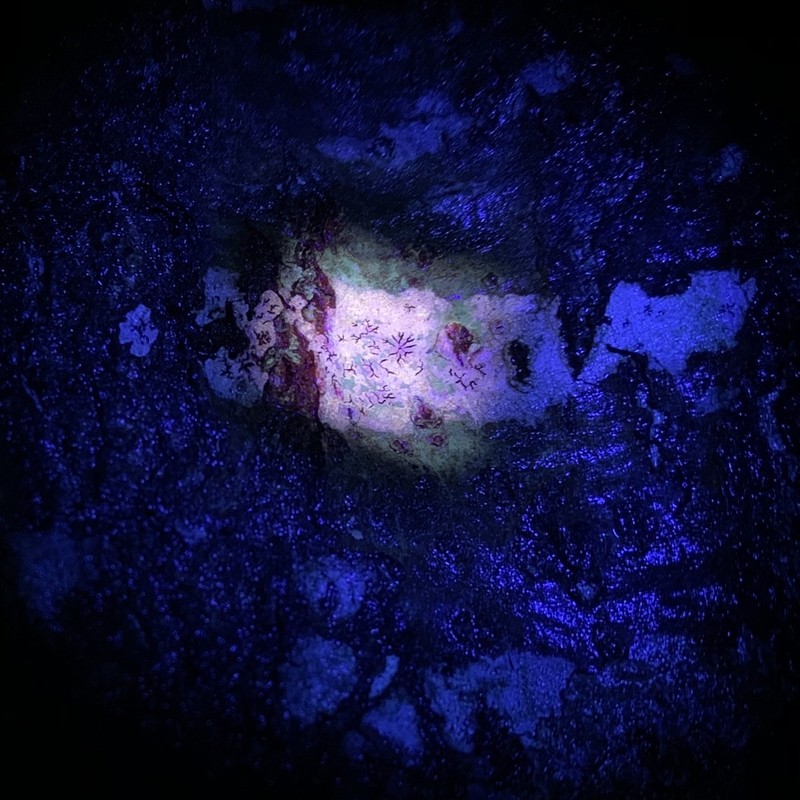 Graphis lucifica photo 2