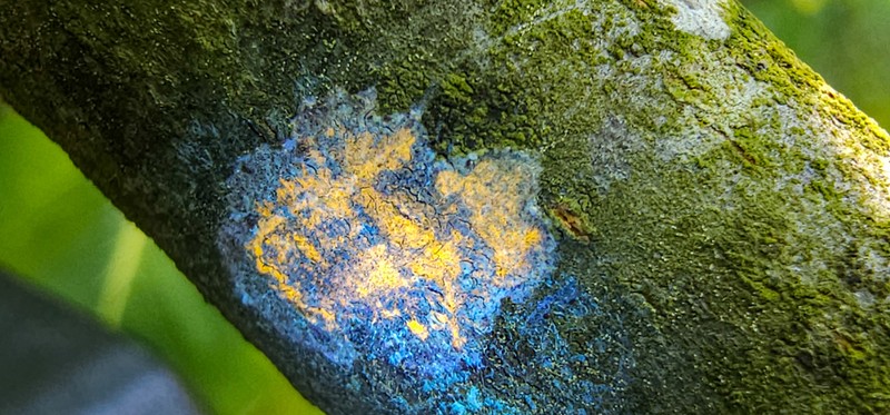 Graphis lucifica photo 4