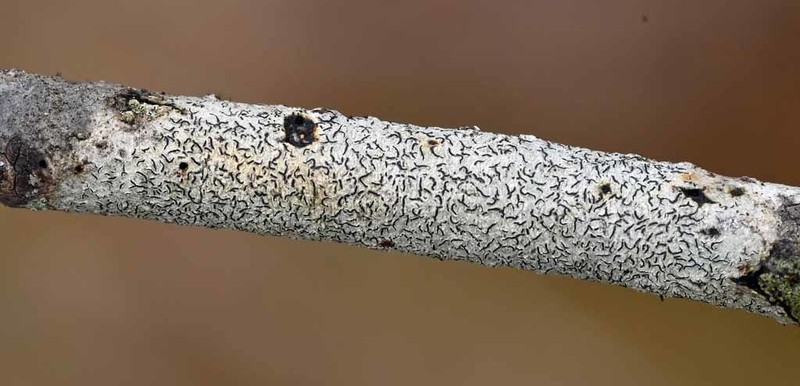 Graphis lucifica photo 5