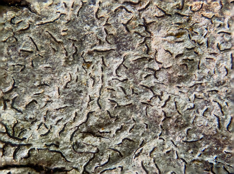 Graphis lucifica photo 6