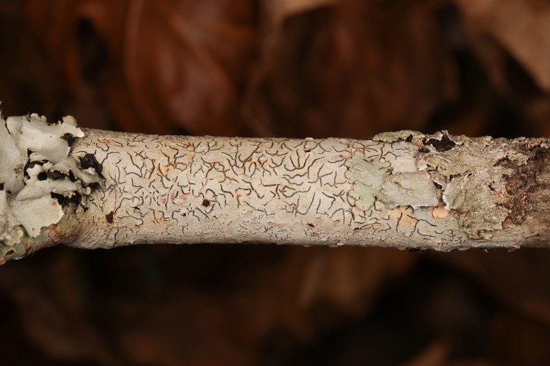 Graphis lucifica photo 7
