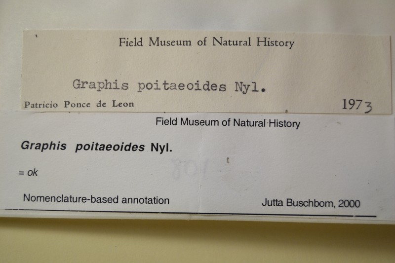 Script Lichen photo 3