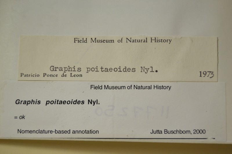 Script Lichen photo 4