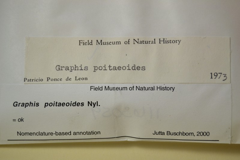 Script Lichen photo 5