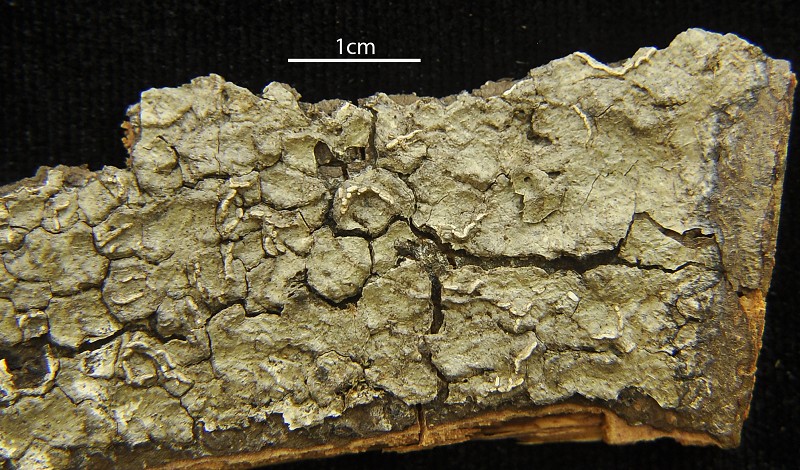 Script Lichen