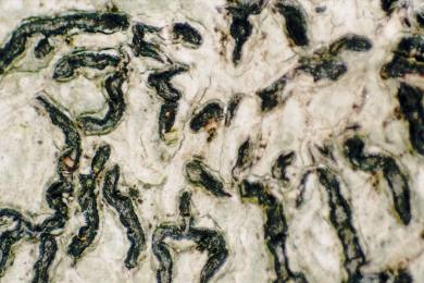 Pencilmark Lichen