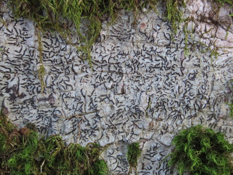 Pencilmark Lichen