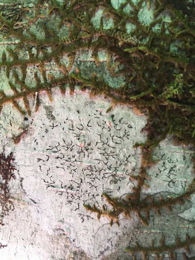 Pencilmark Lichen photo 2