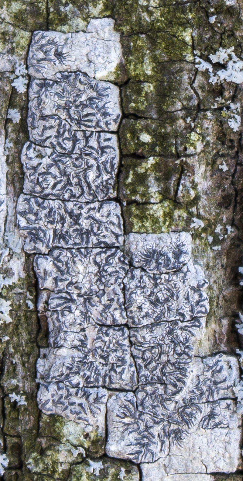 Pencilmark Lichen photo 3