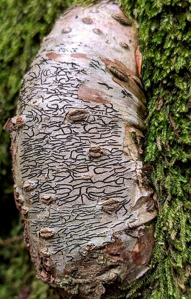 Pencilmark Lichen photo 4