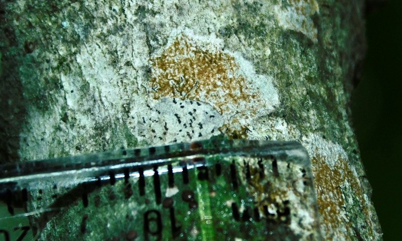 Pencilmark Lichen photo 5