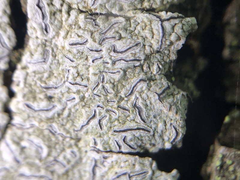 Pencilmark Lichen photo 6