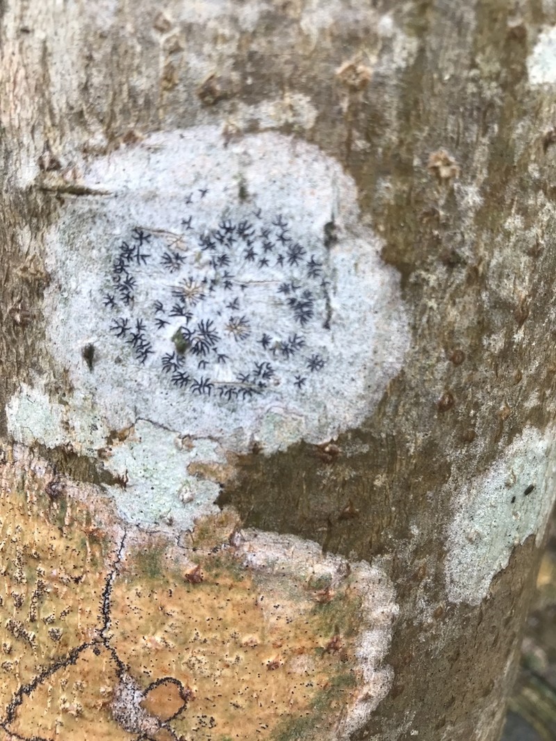 Pencilmark Lichen photo 7