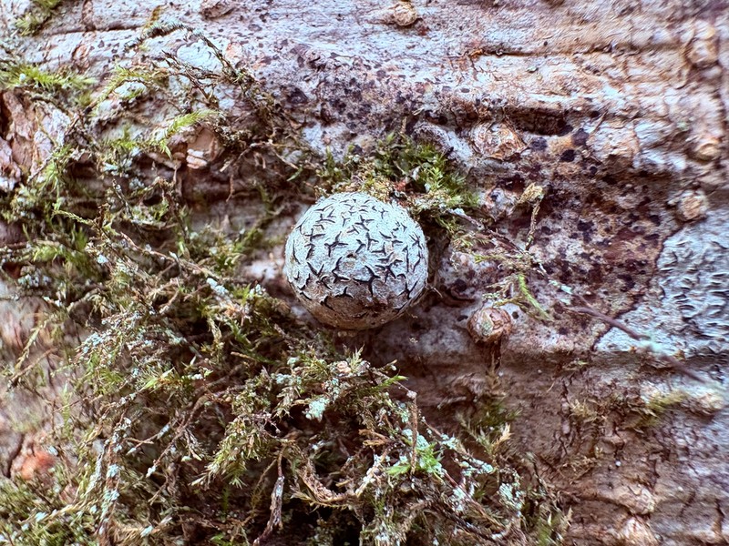 Pencilmark Lichen photo 8