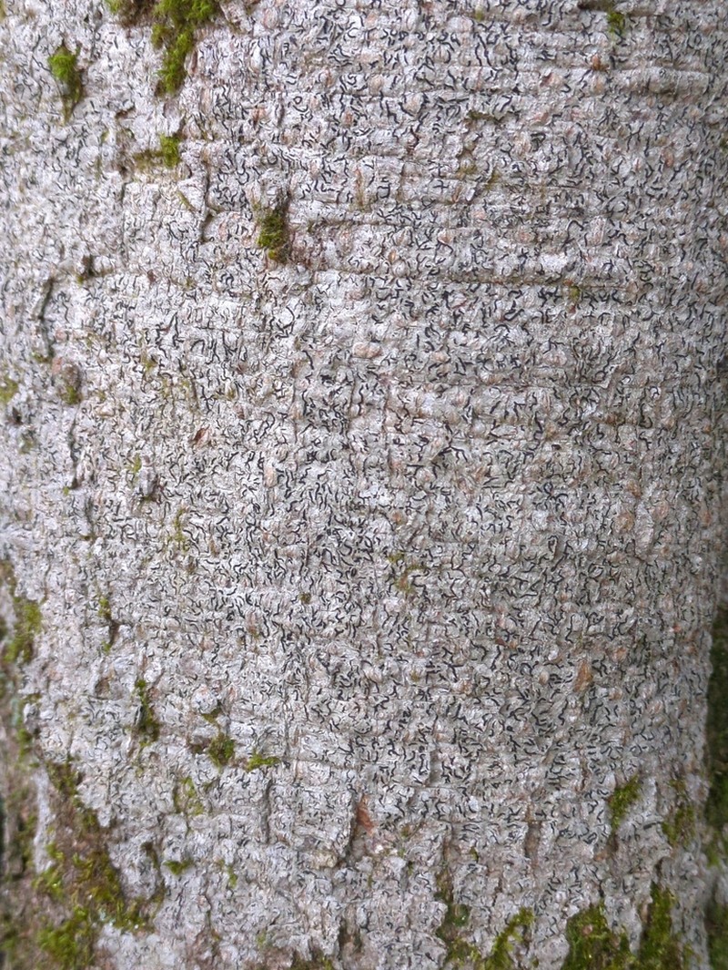 Script Lichen