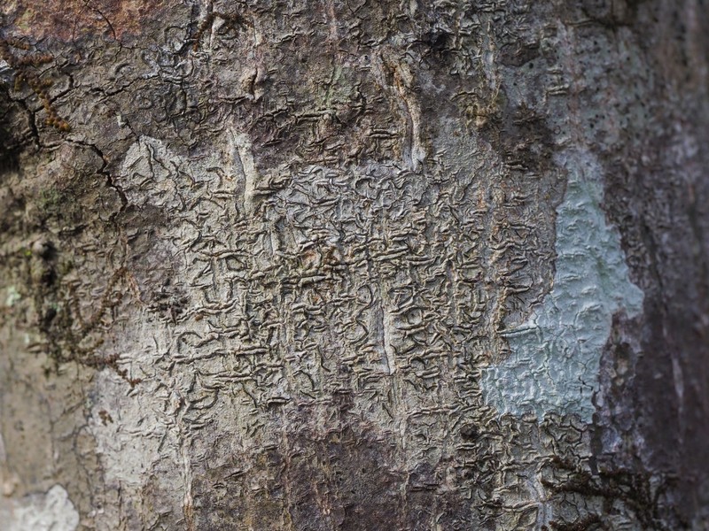 Script Lichen