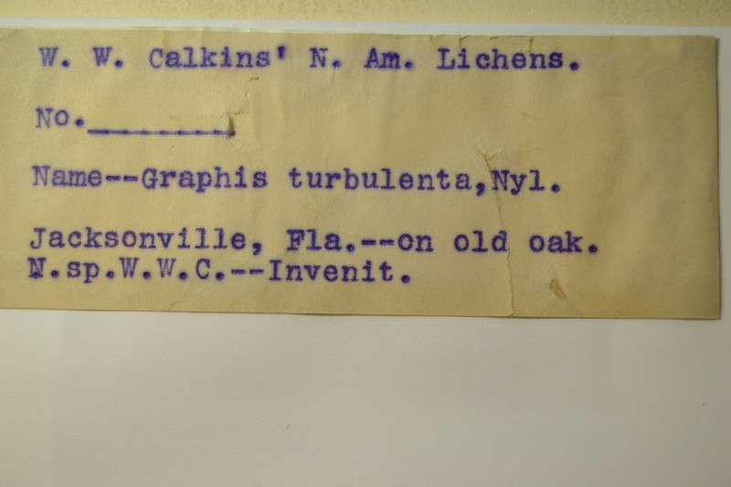 Script Lichen photo 3