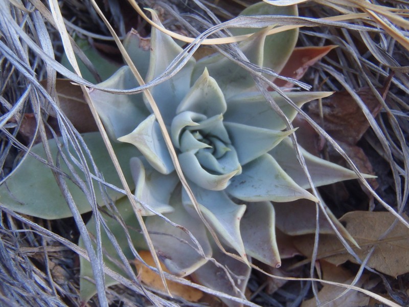 Patagonia Mountain Leatherpetal photo 4