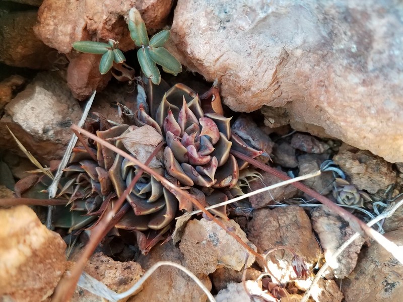 Patagonia Mountain Leatherpetal photo 8
