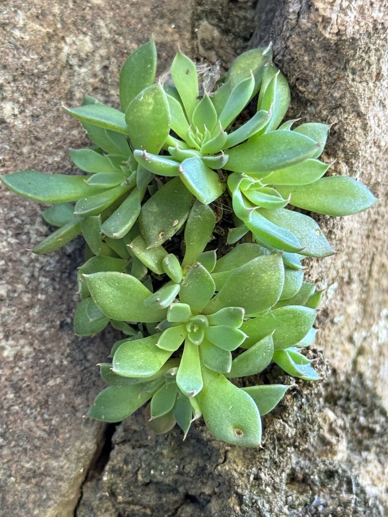 San Francisco River Leatherpetal