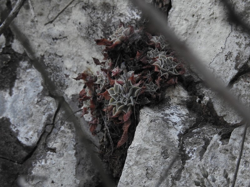 Graptopetalum sinaloensis