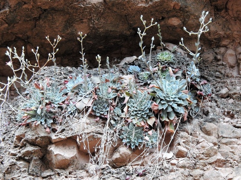 Graptopetalum sinaloensis photo 2